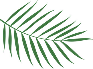 Vibrant green palm leaf showcasing natural beauty and tropical essence. Transparent background