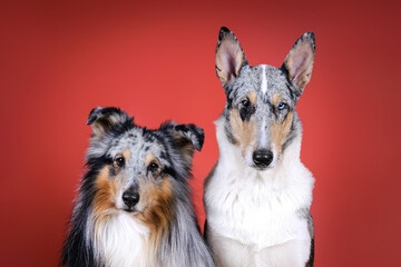 sheltie and smooth collie dogs portrait