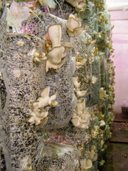 A detailed view of oyster mushrooms growing on substrate bags in a controlled farming environment, showcasing the texture and growth process of these edible fungi.