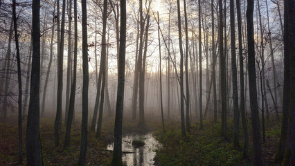 Naklejka premium Fog settles over a tranquil forest stream during early morning light in autumn