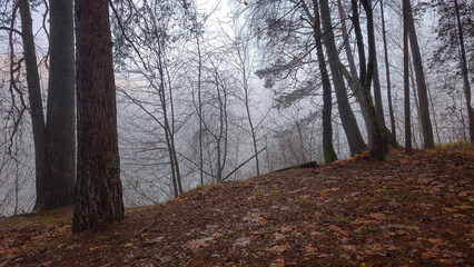 Fog settles over a tranquil forest stream during early morning light in autumn