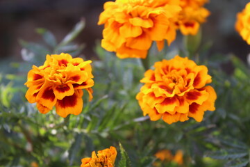 Marigold or Tagetes erecta yellow flowers