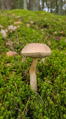 A mushroom grows among green moss in a forest during the daytime in early autumn