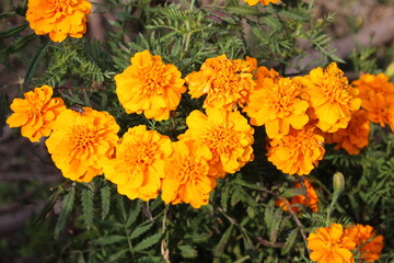 Marigold or Tagetes erecta yellow flowers