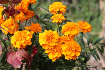 Marigold or Tagetes erecta yellow flowers