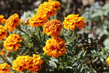 Marigold or Tagetes erecta yellow flowers