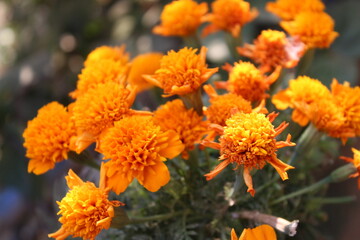 Marigold or Tagetes erecta yellow flowers