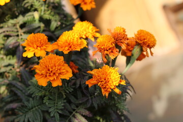 Marigold or Tagetes erecta yellow flowers