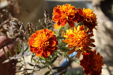 Marigold or Tagetes erecta yellow flowers