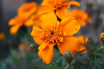 Tagetes patula or Signet marigold