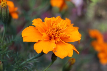 Tagetes patula or Signet marigold