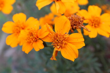Tagetes patula or Signet marigold
