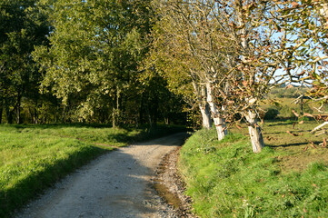 trees in the park