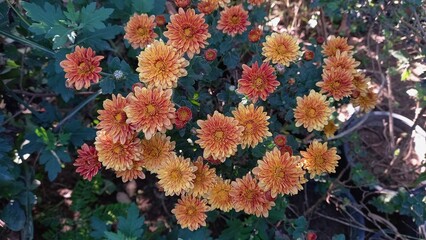 Chrysanthemum, Spoon Mums or chrysanths