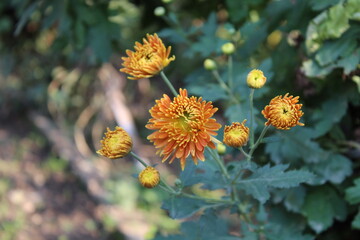 Chrysanthemum, Spoon Mums or chrysanths