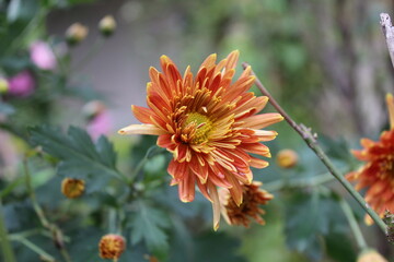 Chrysanthemum, Spoon Mums or chrysanths