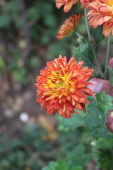 Chrysanthemum, Spoon Mums or chrysanths