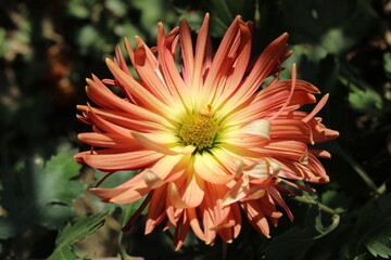 Chrysanthemum, Spoon Mums or chrysanths