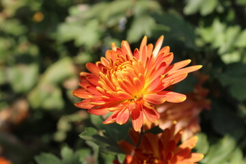 Chrysanthemum, Spoon Mums or chrysanths