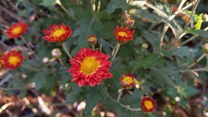Chrysanthemum, Spoon Mums or chrysanths