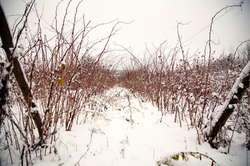 Plantation of raspberry bushes under a blanket of snow. Snowy frosty day in the raspberry garden. Close-up of a raspberry branch under snow.