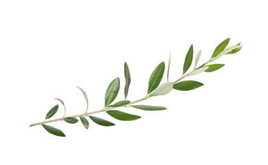 Fresh olive branch leaves isolated on white background