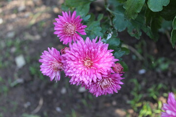 Chrysanthemum, Spoon Mums or chrysanths