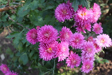 Chrysanthemum, Spoon Mums or chrysanths