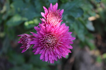 Chrysanthemum, Spoon Mums or chrysanths