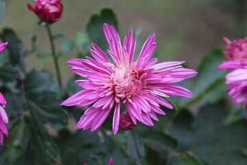 Obraz premium Chrysanthemum, Spoon Mums or chrysanths
