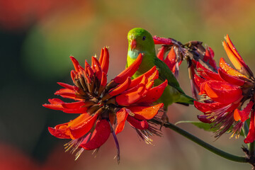 Beautiful Green Bird parrot feeding on a red flower.