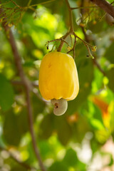 caju maduro pendurado num galho do p&eacute; de cajueiro