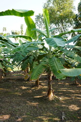 Small banana plants 