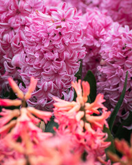 Flowers on Keukenhof