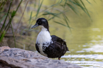 Fotograf&iacute;a de un pato de colores contrastantes negro y blanco, caminando sobre un suelo terroso en su h&aacute;bitat natural.
