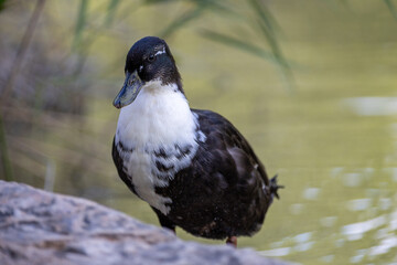 Fototapeta premium Fotografía de un pato de colores contrastantes negro y blanco, caminando sobre un suelo terroso en su hábitat natural.