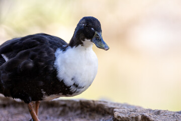 Fotografía de un pato de colores contrastantes negro y blanco, caminando sobre un suelo terroso en su hábitat natural.
