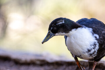 Fotografía de un pato de colores contrastantes negro y blanco, caminando sobre un suelo terroso en su hábitat natural.