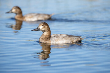 Pato juvenil disfrutando de un tranquilo paseo en un lago con reflejos naturales.