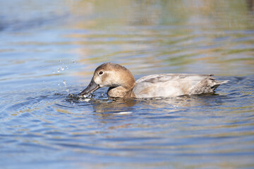 Pato juvenil disfrutando de un tranquilo paseo en un lago con reflejos naturales.