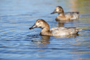 Pato juvenil disfrutando de un tranquilo paseo en un lago con reflejos naturales.