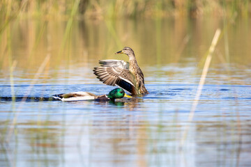 Pareja de patos interactuando en un lago, con uno estirando sus alas y creando un movimiento dinámico en el agua.