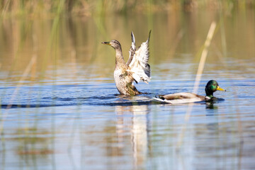 Pareja de patos interactuando en un lago, con uno estirando sus alas y creando un movimiento dinámico en el agua.