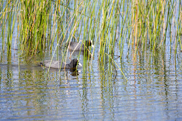 Dos fochas nadando entre juncos en un entorno natural.