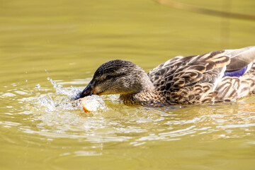 Un pato silvestre busca alimento en el agua mientras crea pequeñas ondulaciones, destacando su...