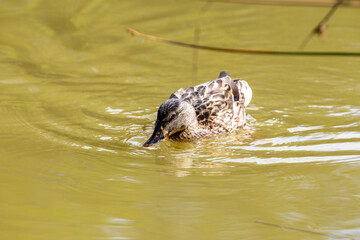 Un pato silvestre busca alimento en el agua mientras crea pequeñas ondulaciones, destacando su plumaje detallado y la calma del entorno
