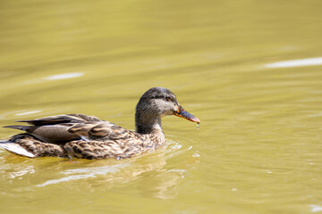 Un pato silvestre flota serenamente en agua clara, mostrando los detalles de su plumaje marrón y su pico anaranjado