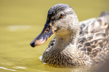 Un pato silvestre flota serenamente en agua clara, mostrando los detalles de su plumaje marrón y su pico anaranjado