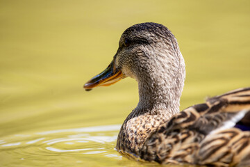 Un pato silvestre flota serenamente en agua clara, mostrando los detalles de su plumaje marrón y su pico anaranjado