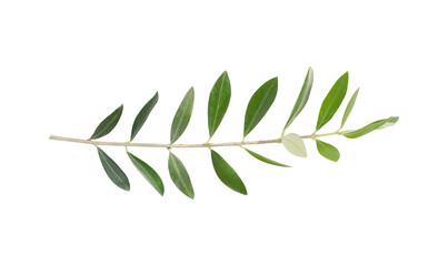 Fresh olive branch leaves isolated on white background